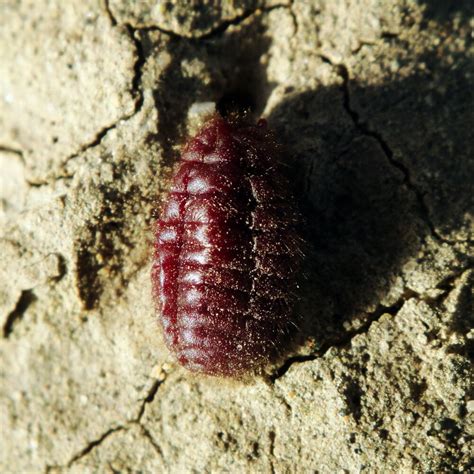 Cochineal Red: How Bugs Created One of the World’s Most Expensive Colors