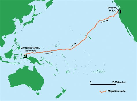 Pacific Leatherback Sets Long-Distance Record — The State of the World's Sea Turtles | SWOT