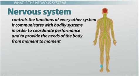 Nervous System Function And Structure