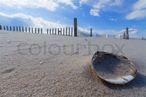 Clam shell on the beach | Stock Photo | Colourbox