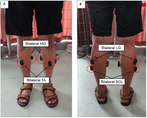 An investigation into the bilateral functional differences of the lower limb muscles in standing ...