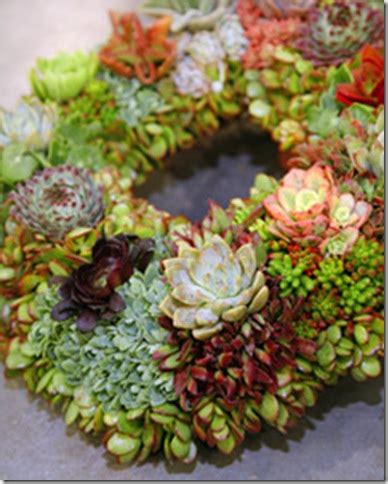 Inspired to Flower: Succulent Wreath