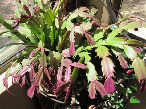 Why Are My Christmas Cactus Leaves Turning Purple? - Garden Lovers Club