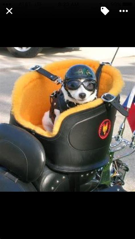 Motorcycle Dog Seat | Biker dog, Dog carrier, Dogs