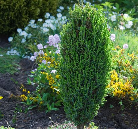 Top 10 evergreen shrubs for small gardens | Thompson & Morgan