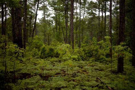 Tuskegee National Forest — ATLnature