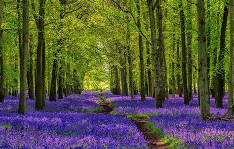 Wallpaper forest, trees, nature, flowers, plants, walkway, path ...