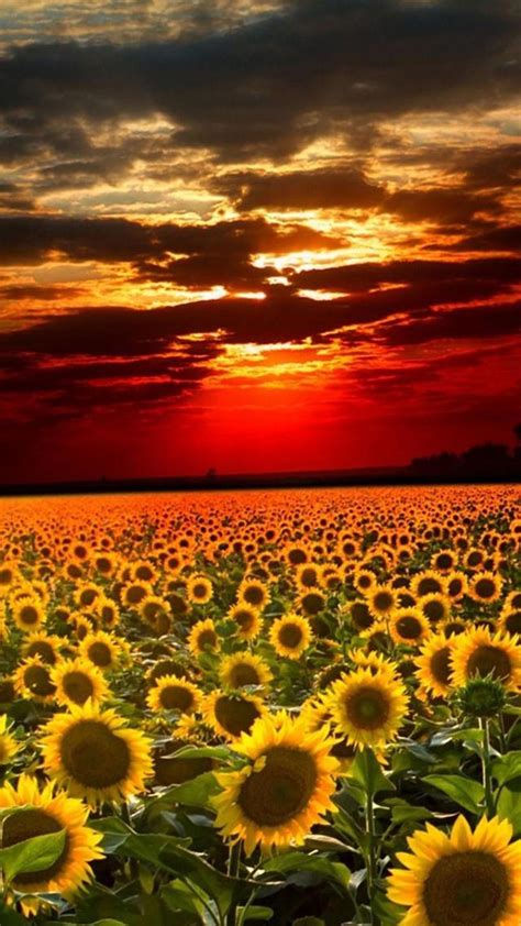 Sunflower Field Wallpapers - Wallpaper Cave