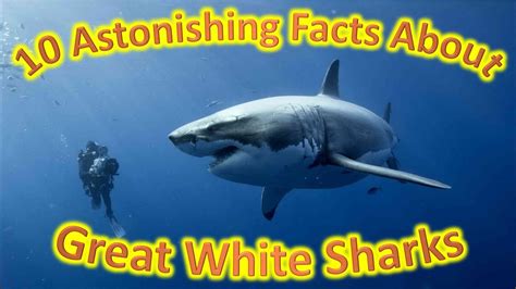 What The Fact - 10 Astonishing Facts About Great White Sharks! - YouTube