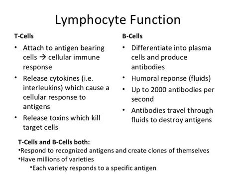 lymphocyte function - Google Search | Function, T cell, No response