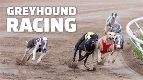 Watch Greyhound Racing Online: Free Streaming & Catch Up TV in ...