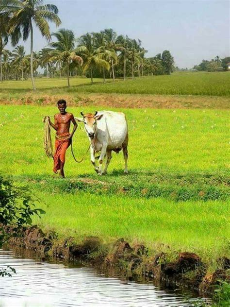 Farmer nd his soulmate... | Village photography, Indian village, Village photos