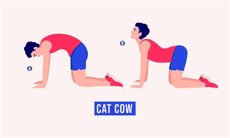 Cat Cow exercise, Men workout fitness, aerobic and exercises. 11124834 Vector Art at Vecteezy