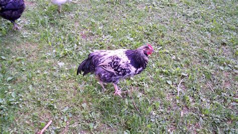 Roosters? Australorp mixes 12 weeks | BackYard Chickens - Learn How to Raise Chickens