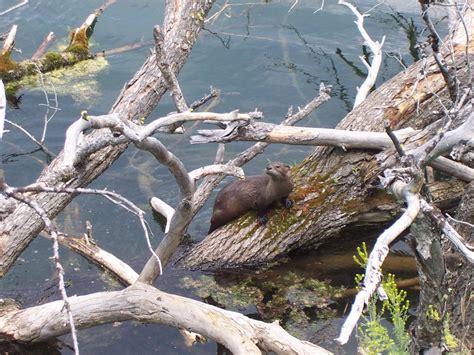 River Otter Citizen Science Project – Level Walker