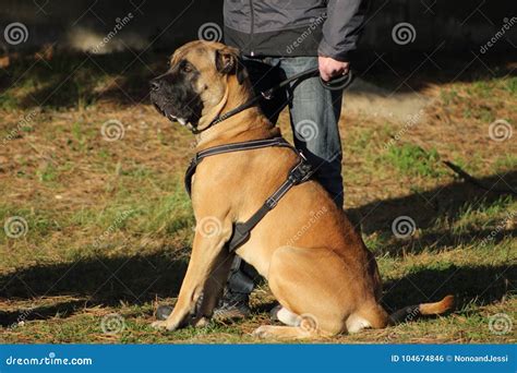 Cane Corso Dog while Sitting beside His Teacher in Dog Training Stock ...