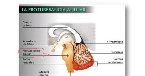 Sumérgete en el maravilloso mundo de nuestro Sistema Nervioso ...