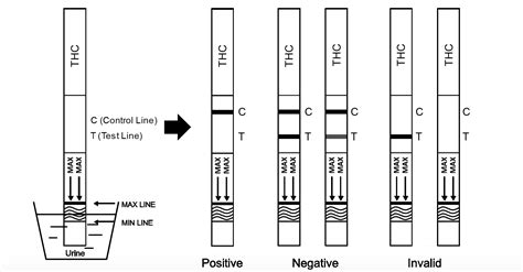 Urine Drug Test Kit - THC (Marijuana, Cannabis) Rapid Test Dipstick (Urine) | Ez-Test Australia