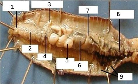 Biology Earthworm Dissection quiz Flashcards | Quizlet