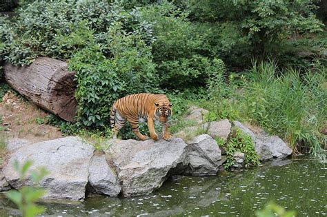 The Berlin Zoological Garden- Germany 2011 🐅 "Zoologischer Garten Berlin opened in 1884" #berlin ...