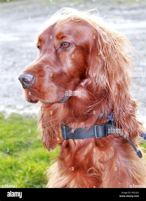 Irish red and white setter hi-res stock photography and images - Alamy