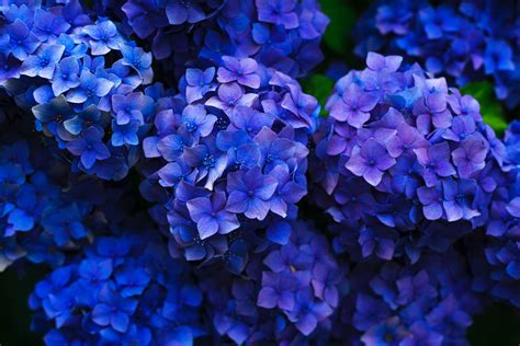 intensely blue hydrangea flowers seen from above, deep blue hydrangea ...