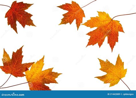 Scattered Fall Maple Leaves On White Background Royalty Free Stock Images - Image: 21442889