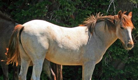 Roan Horses - Colors, Genetics & Breeds - Helpful Horse Hints