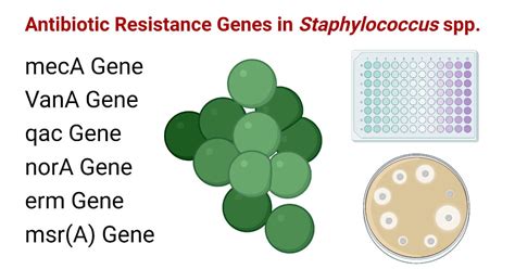 Antibiotic Resistance Genes in Staphylococcus spp. - The Scientist Spot