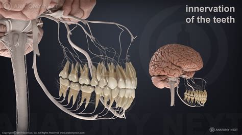 The Amazing Anatomy Of Dental Plexus | Faculty of Medicine