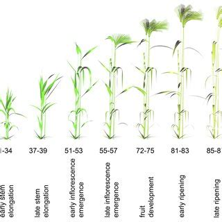 Barley Growth Stages