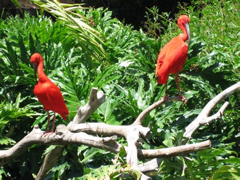 The Best Zoos and Aquariums in Orange County - South Coast Property ...