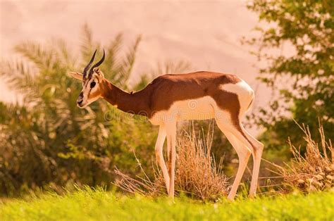 Dama gazelle stock image. Image of arab, animal, emirates - 106446171