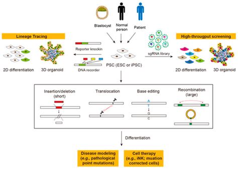 Biomedicines | Free Full-Text | Progress and Prospects of Gene Editing in Pluripotent Stem Cells