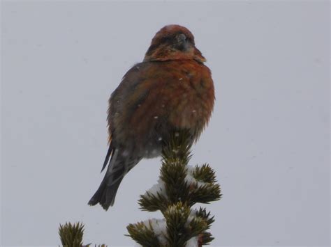 White-winged Crossbill - Birds on the Wing