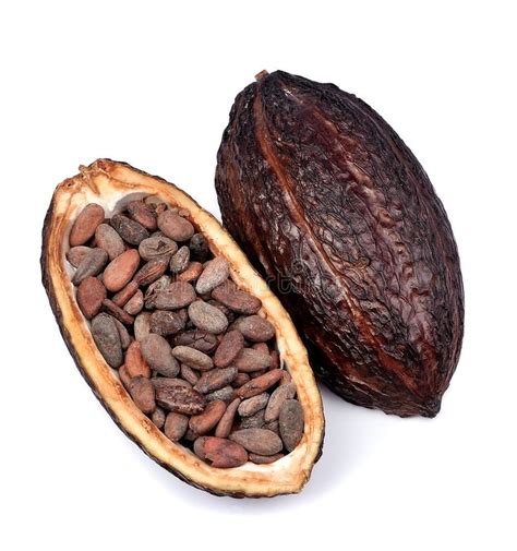 Cacao pod stock image. Image of food, drinks, ingredient - 151705949