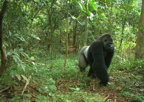 Surrounded by deforestation, critically endangered gorillas hang on by ...