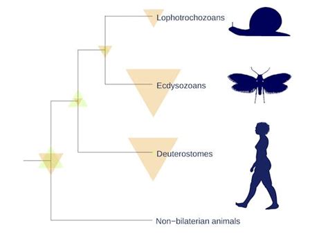 Evolution: that famous ‘march of progress’ image is just wrong