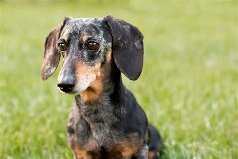 How Much Do Dapple Dachshund Puppies Cost