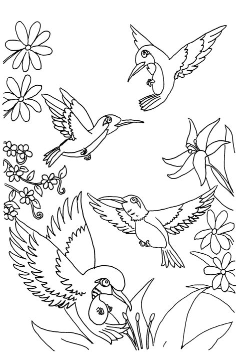 Free Printable Hummingbird Coloring Pages For Kids