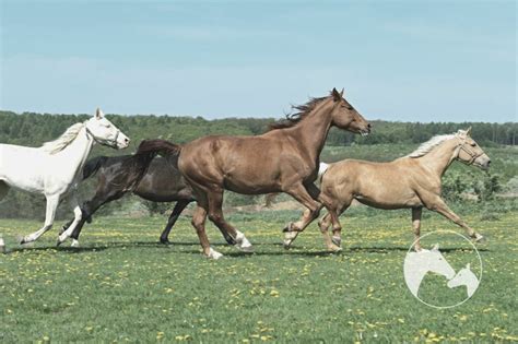 Horse Breeding Techniques And Breeding Management Resources