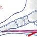 Plantar_Fascia_and_Achilles_Tendon_Drawing | Flickr - Photo Sharing!