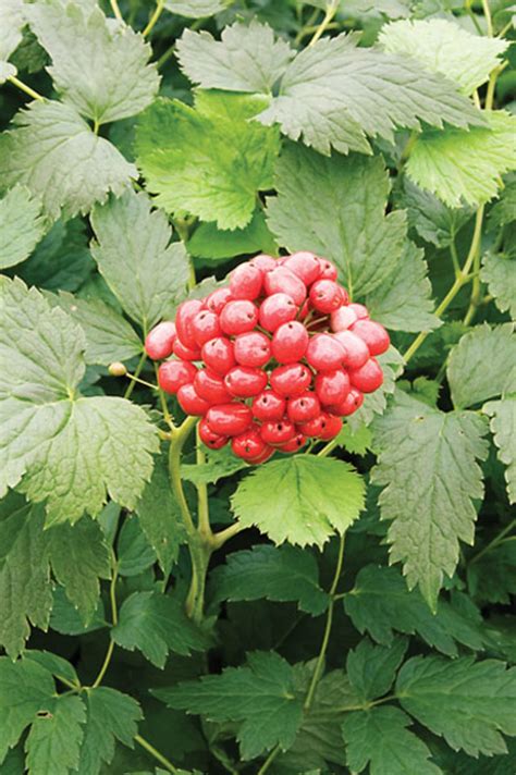 Plant Actaea rubra - Red Baneberry by Prairie Nursery | Plants Map