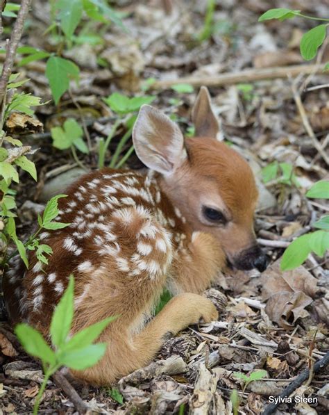 Newborn Fawn | รูปสัตว์น่ารัก, สวย