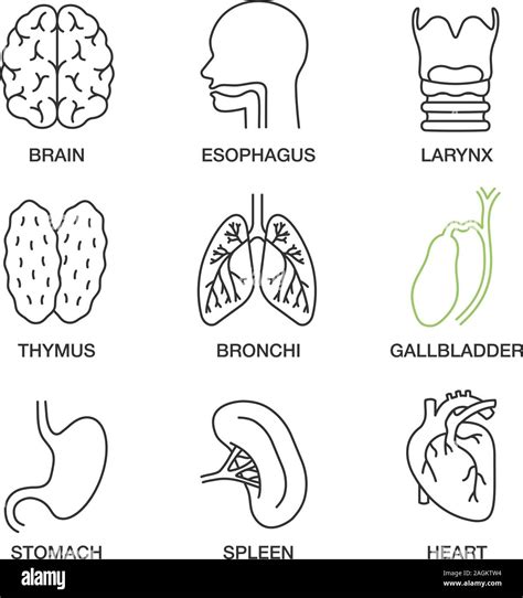 Internal organs linear icons set. Brain, esophagus, larynx, thymus, bronchi, gallbladder ...