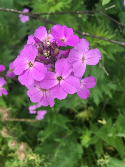 Found these wild flowers in the yard. What are they? Ontario, Canada ...