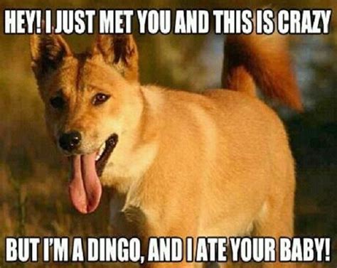 Dingo Meme #Baby, #Crazy | Call me maybe, Maybe meme, I love to laugh