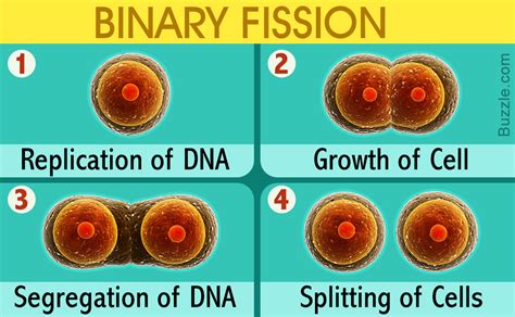 What Is Asexual Reproduction In Bacteria - Printable Online