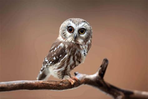 What Does It Mean To See An Owl During the Day? - Wild Bird World