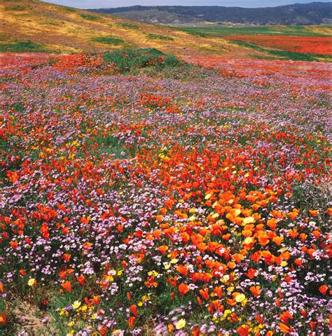 California's wildflower blooms: 27 years of photos track the changing ...